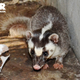 Illustration for article titled Monday Mustelid - Melogale personata Edition